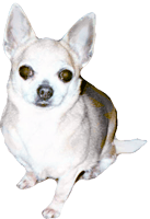 Senior Chihuahua