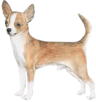 Chihuahua Smooth Coat
