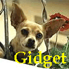 Gidget