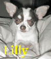 Lilly