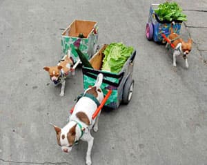 Chihuahua pulling wagon