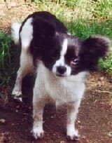 Sprite - adopted chihuahua