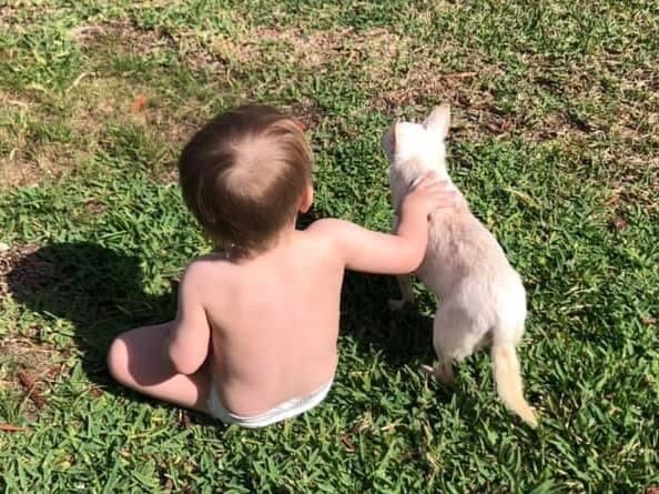 Chihuahua available for adoption