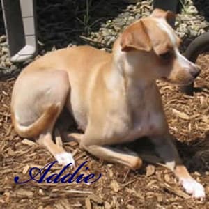 Addie - adopted chihuahua