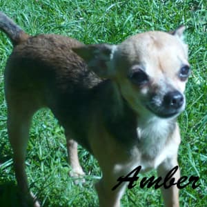 Amber - adopted chihuahua