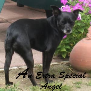 Angel - adopted chihuahua
