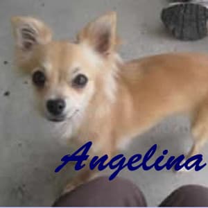 Angelina - adopted chihuahua