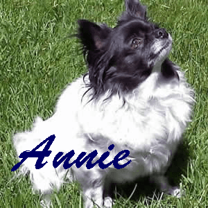 Annie - adopted chihuahua