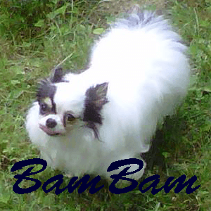 BamBam - adopted chihuahua