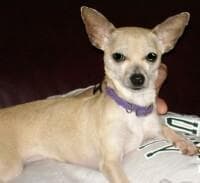 Bambi - adopted chihuahua