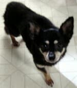 Bandit - adopted chihuahua