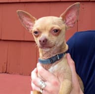 Bandito - adopted chihuahua