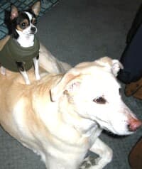 Baylee - adopted chihuahua