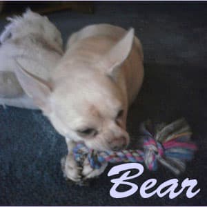 Bear - adopted chihuahua