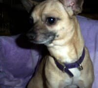 Beau - adopted chihuahua