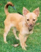 Becky - adopted chihuahua