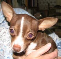 Belle - adopted chihuahua