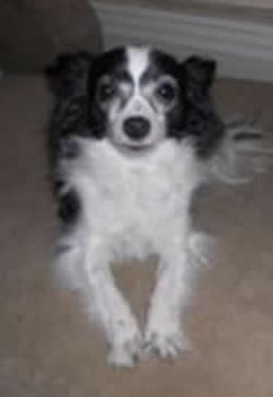 Bentley - adopted chihuahua