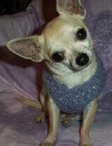 Bicho - adopted chihuahua