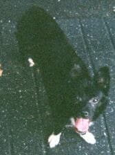 Biji - adopted chihuahua