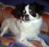 Billy - adopted chihuahua