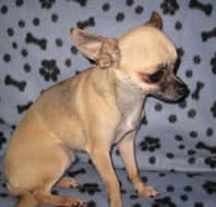 Birtha - adopted chihuahua