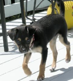 Blackie - adopted chihuahua