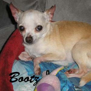 Bootz - adopted chihuahua