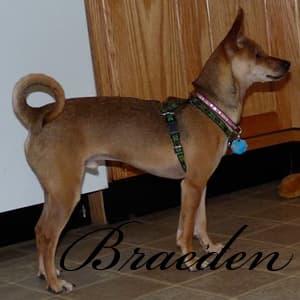 Braeden - adopted chihuahua