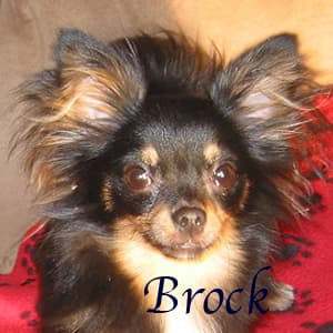 Brock - adopted chihuahua