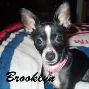 Brooklyn - adopted chihuahua