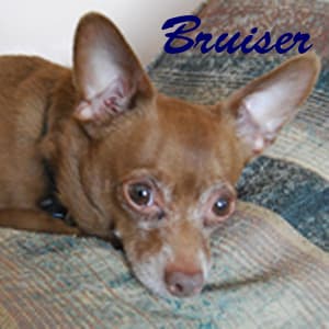 Bruiser - adopted chihuahua