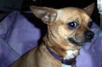 Bud - adopted chihuahua