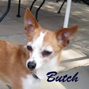 Butch - adopted chihuahua
