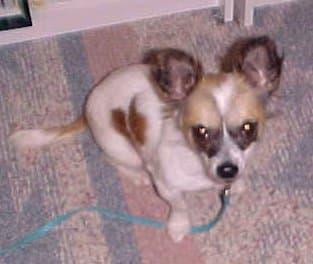 Butterfly - adopted chihuahua