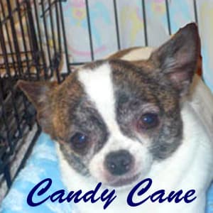 Candy - adopted chihuahua