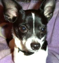 Cappy - adopted chihuahua