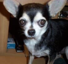 Caramia - adopted chihuahua