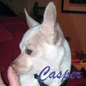 Casper - adopted chihuahua