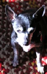 Cassie - adopted chihuahua