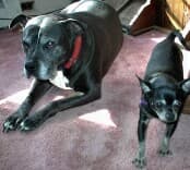 Chachi - adopted chihuahua