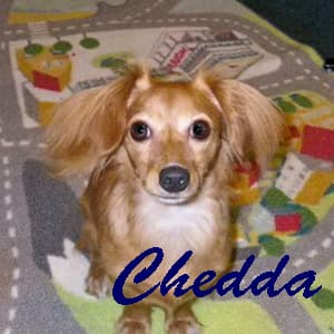 Chedda - adopted chihuahua