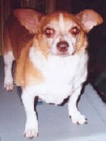 Chelsea - adopted chihuahua