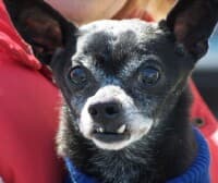 Chester - adopted chihuahua