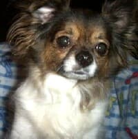 Chewey - adopted chihuahua