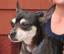 Chico - adopted chihuahua