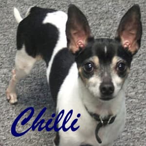 Chilli - adopted chihuahua