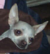 Chino - adopted chihuahua