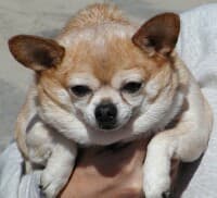 Chip - adopted chihuahua