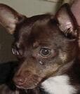 Chipper - adopted chihuahua
